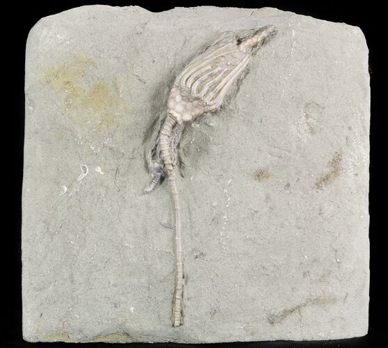 Macrocrinus & Platycrinites Crinoids - Crawfordsville, Indiana #47045